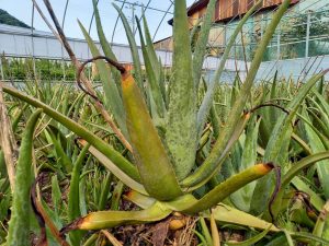 アロエってどんな植物 ササキアロエオンライン