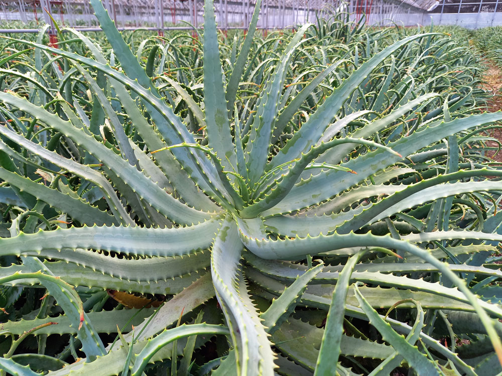 アロエってどんな植物 ササキアロエオンライン