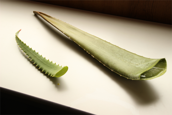 キダチアロエとアロエベラの違いをご説明します ササキアロエオンライン